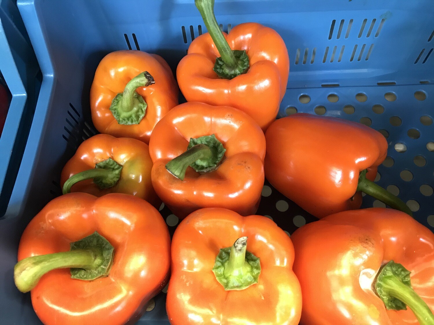 Paprika oranje per stuk