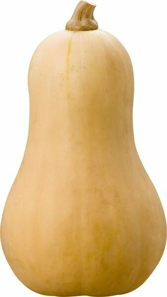 Butternut fles pompoen per stuk