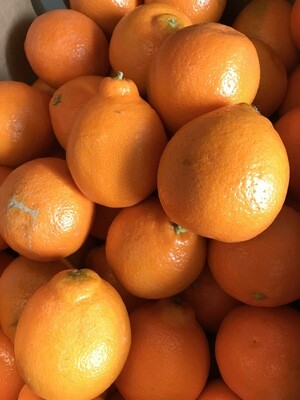 Minneola per 4 stuks