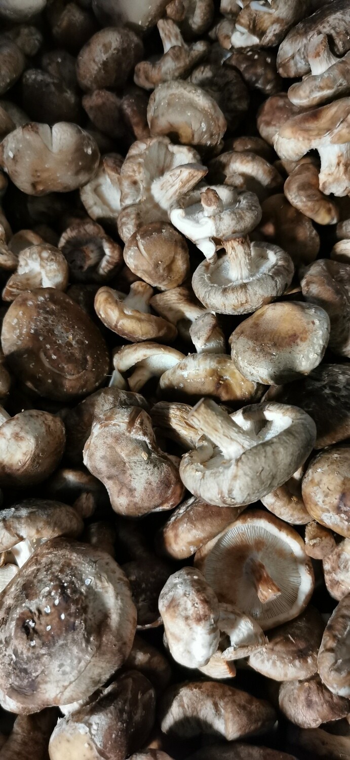 Mini Shiitake 100g