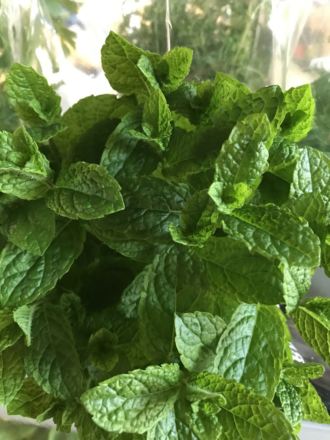 Munt grote plant