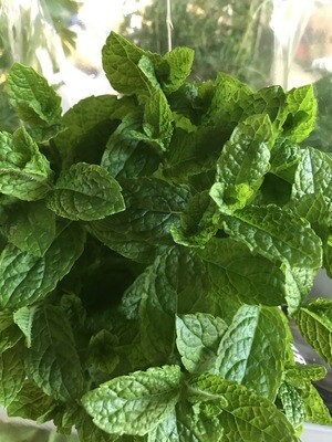 Munt grote plant