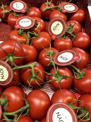 Droomtomaten &#39;Joyn&#39; 4 stuks