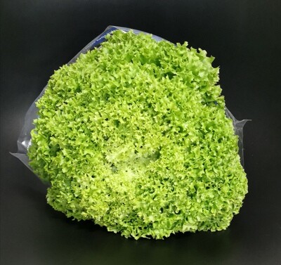 Groene krulsla lollo bionda