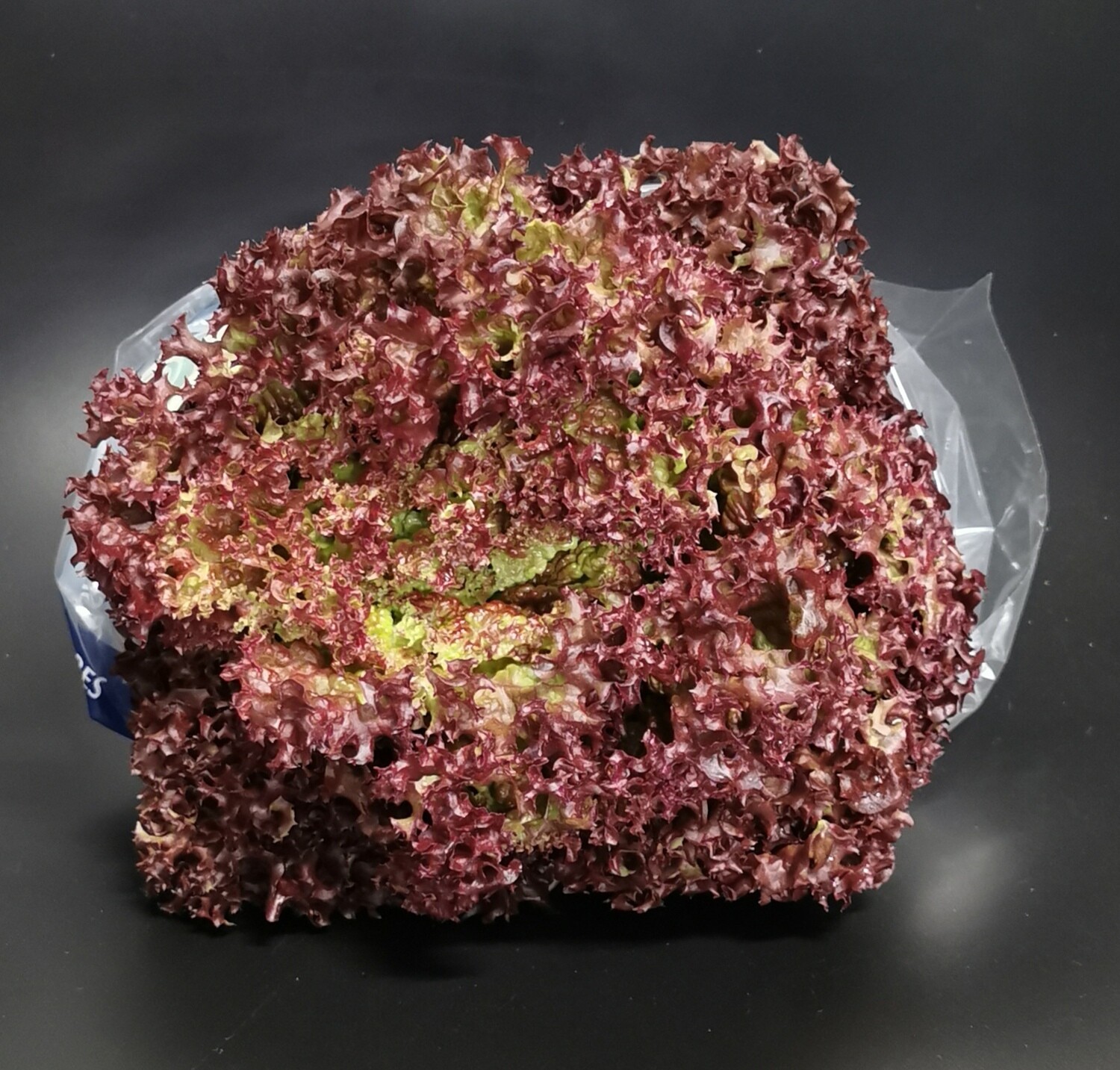 Rode krulsla lollo rossa