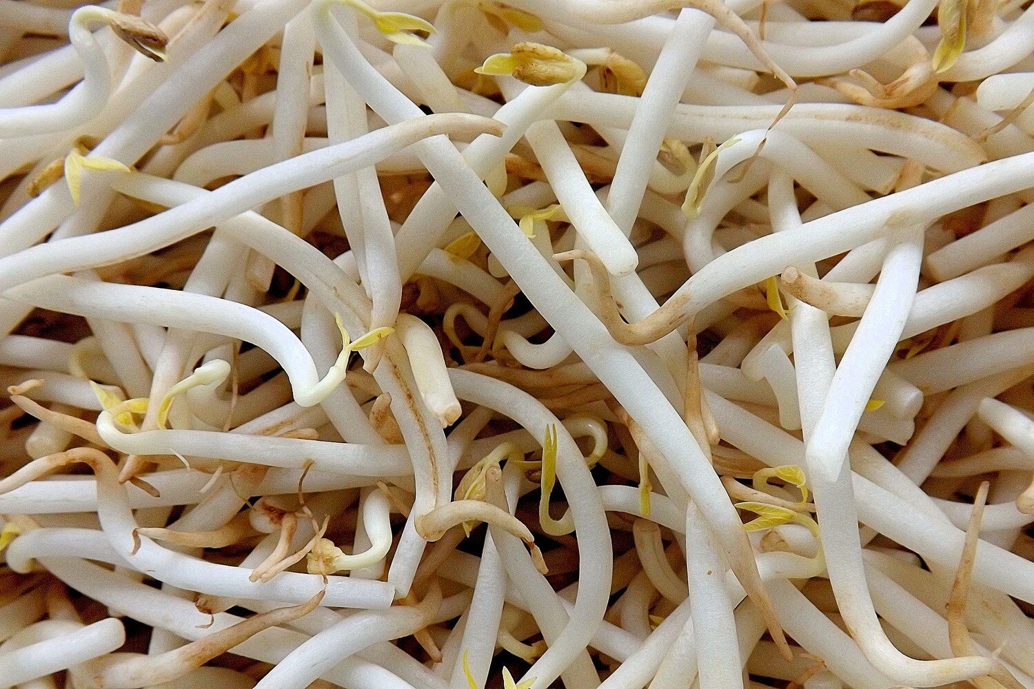Soja scheuten 250g