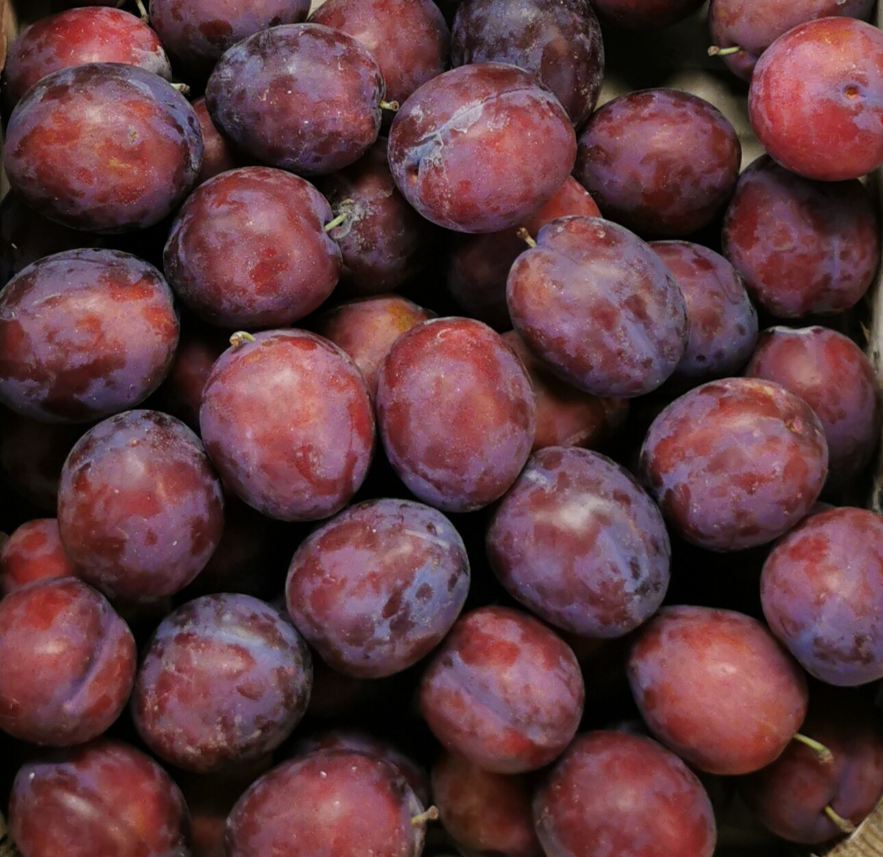 Pruimen President per 500g