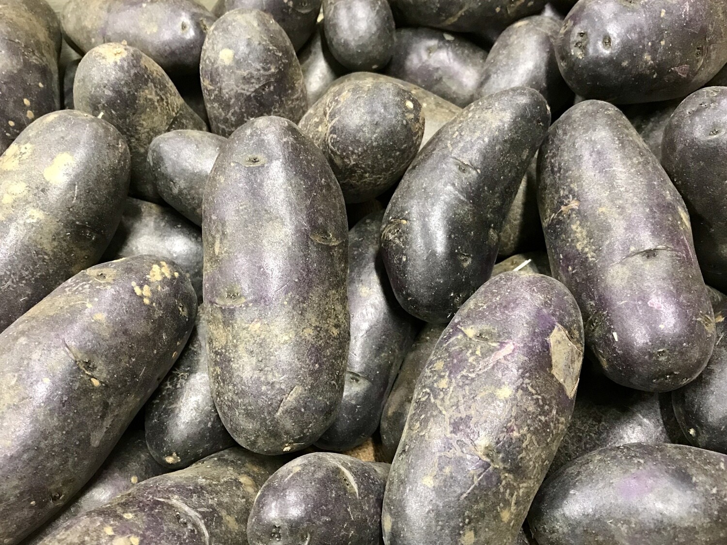 Belg Truffel aardappelen Vitelotte per 1 kg