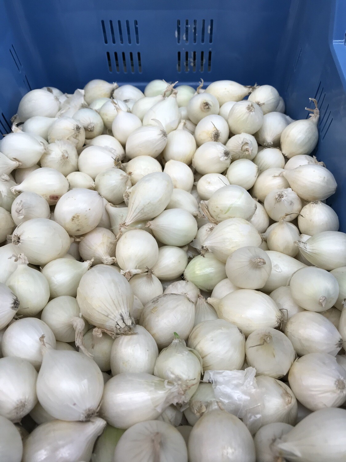 Zilveruitjes per 500 g