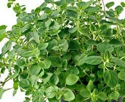 Oregano grote plant