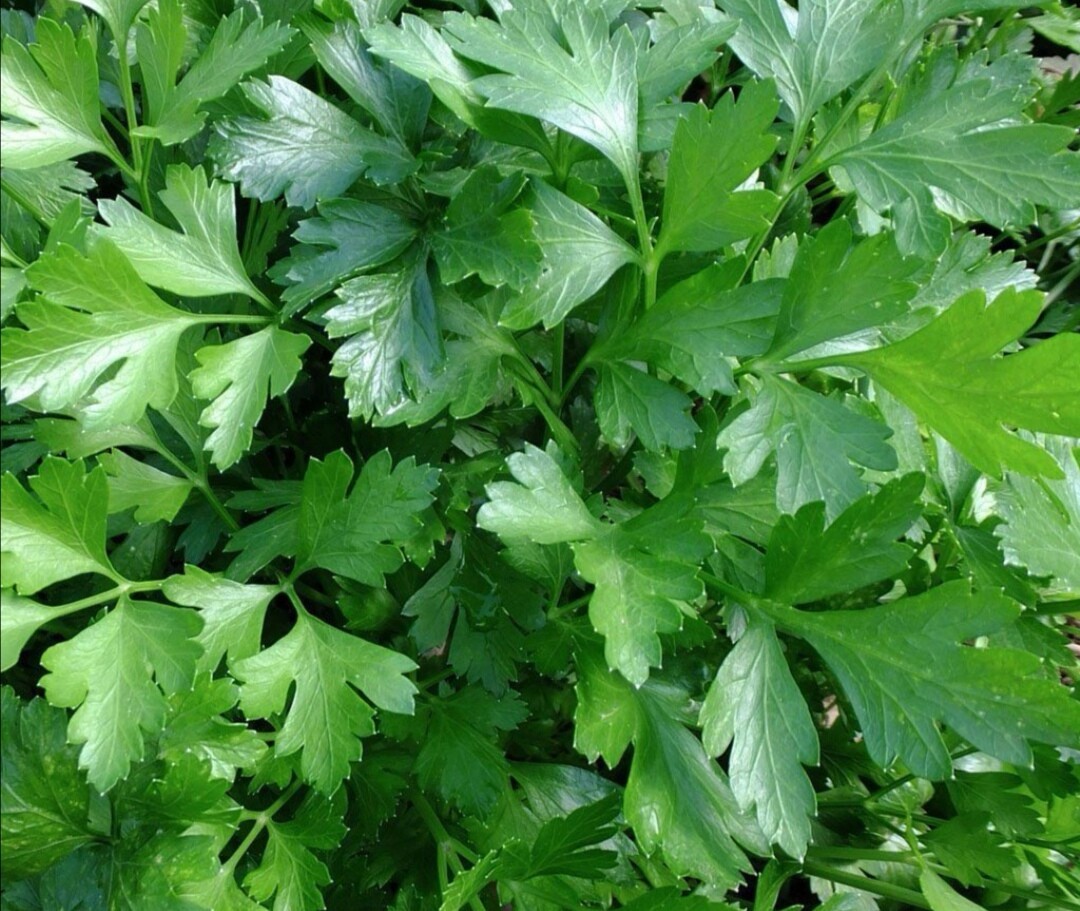 Platte peterselie grote plant