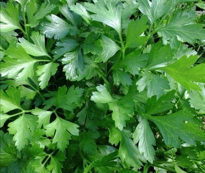 Platte peterselie grote plant