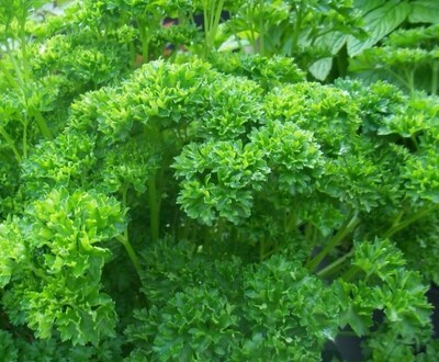 Peterselie grote plant