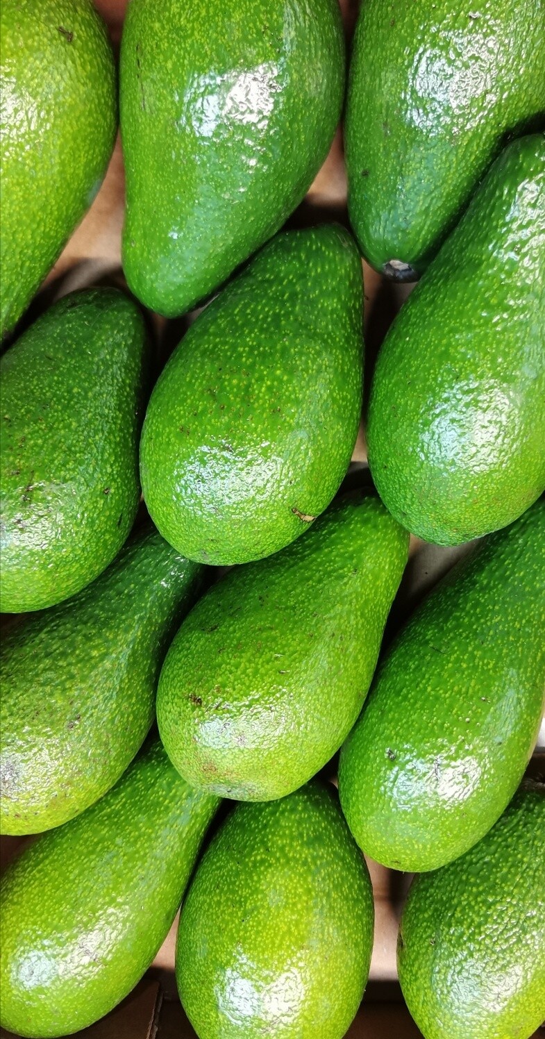 Avocado dikke groene