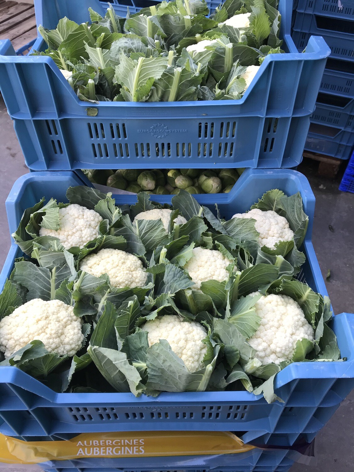 Bloemkool Belg jong klein