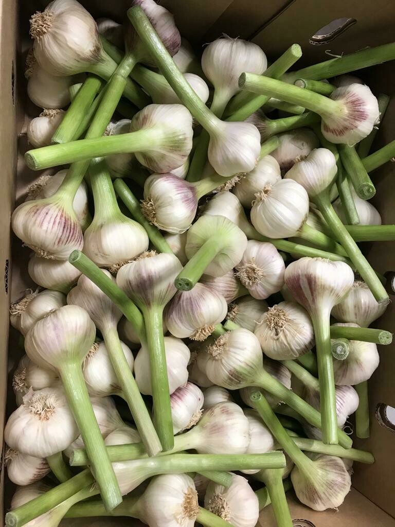 Jonge knoflook per stuk