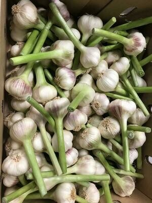 Jonge knoflook per stuk