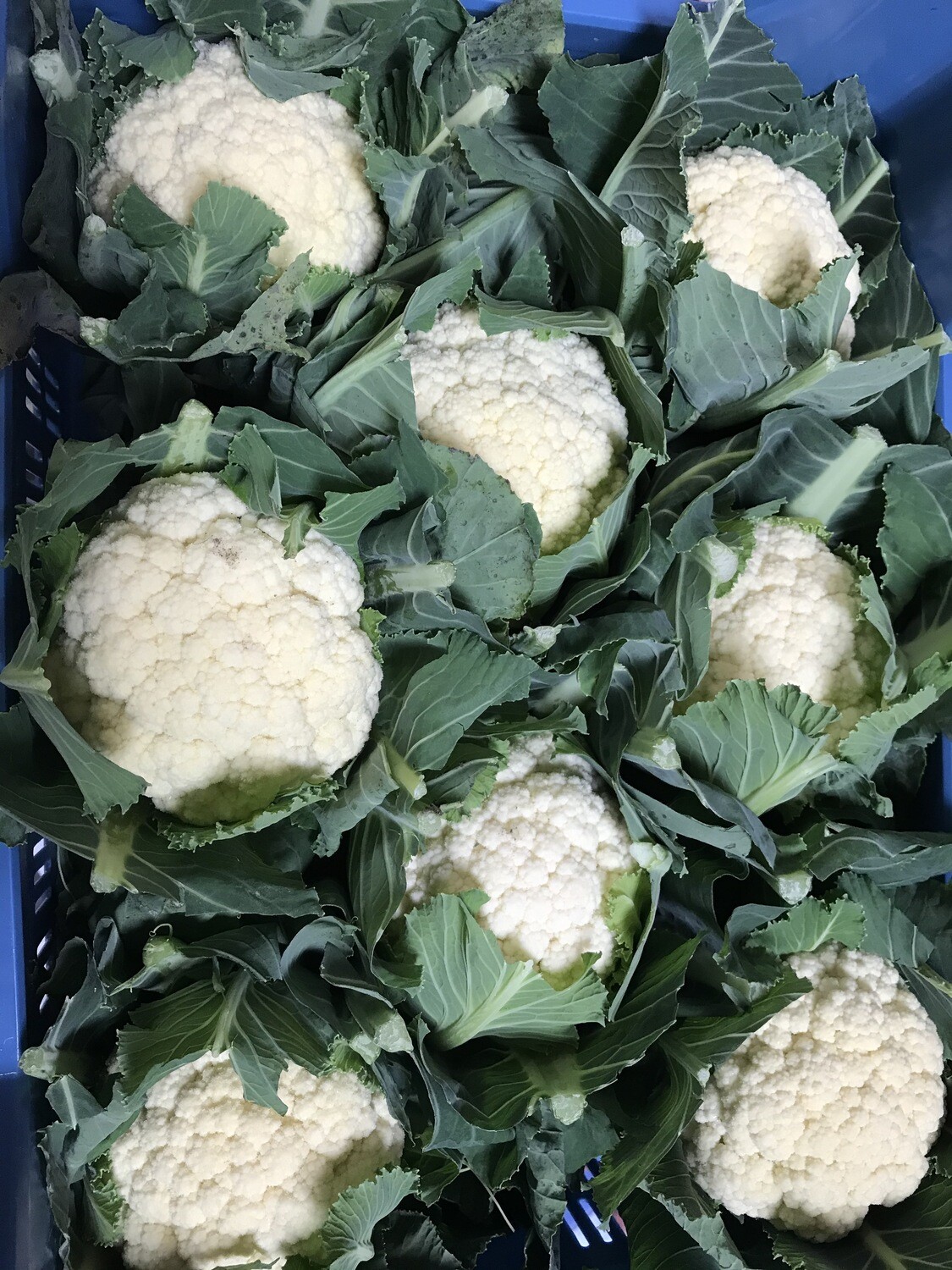 Bloemkool Belg Jong