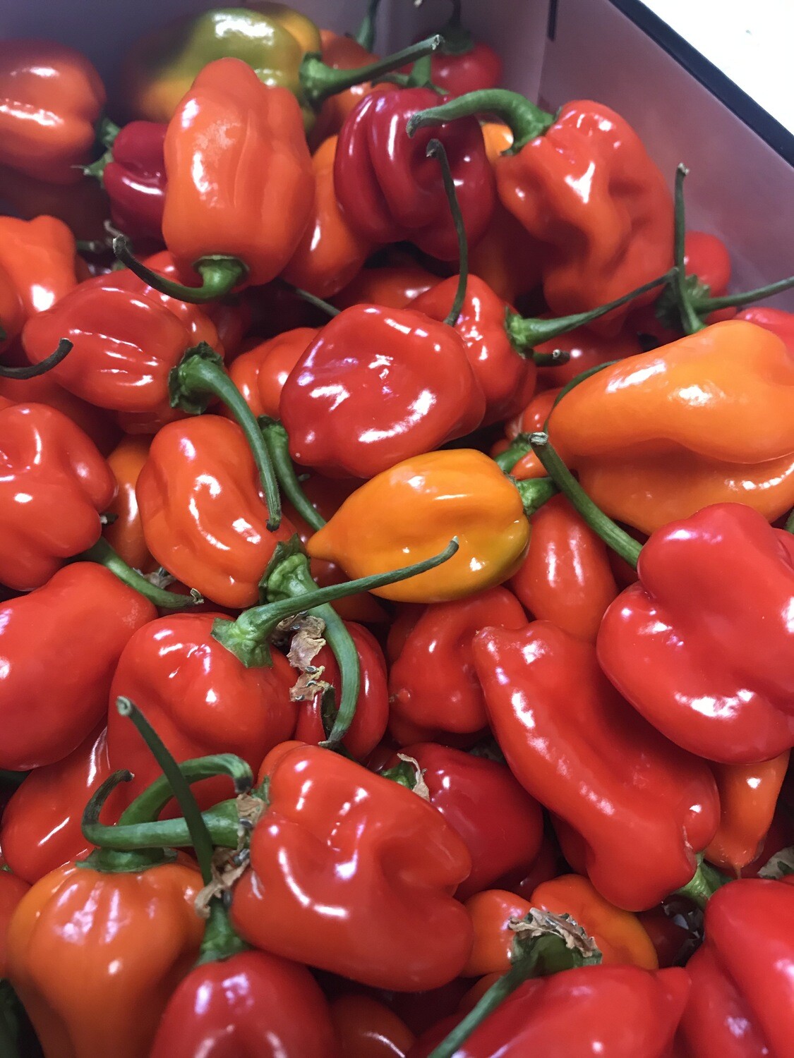 Peper Habanero rood per stuk