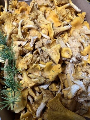 Girolle per 100g