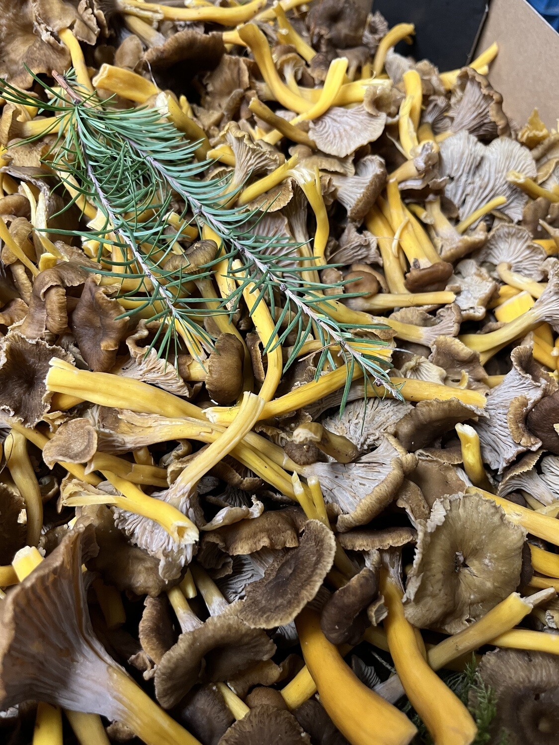 Chanterelles per 100g