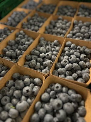 Blauwe bessen potje bosbessen 125 g