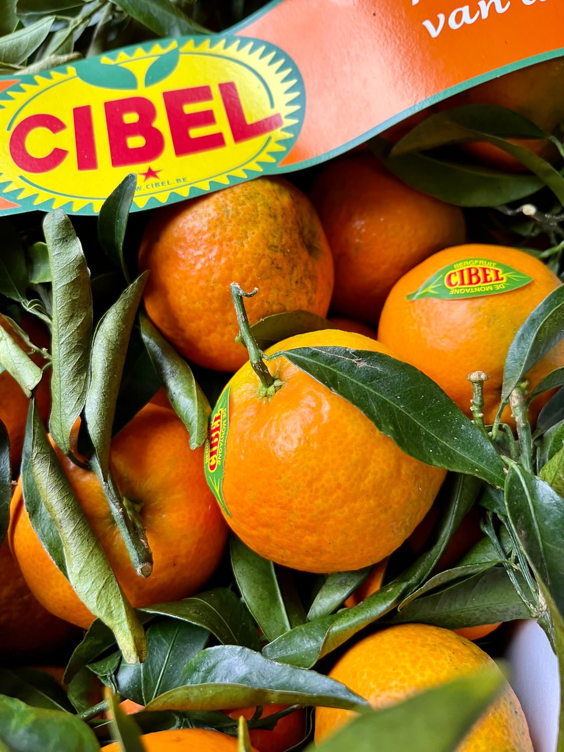 Blad clementines Spanje per 500g