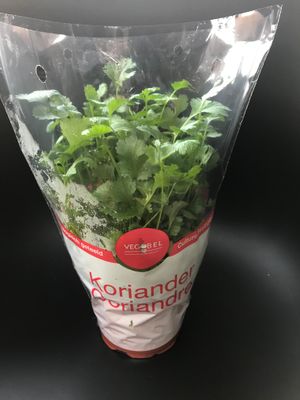 Koriander grote plant