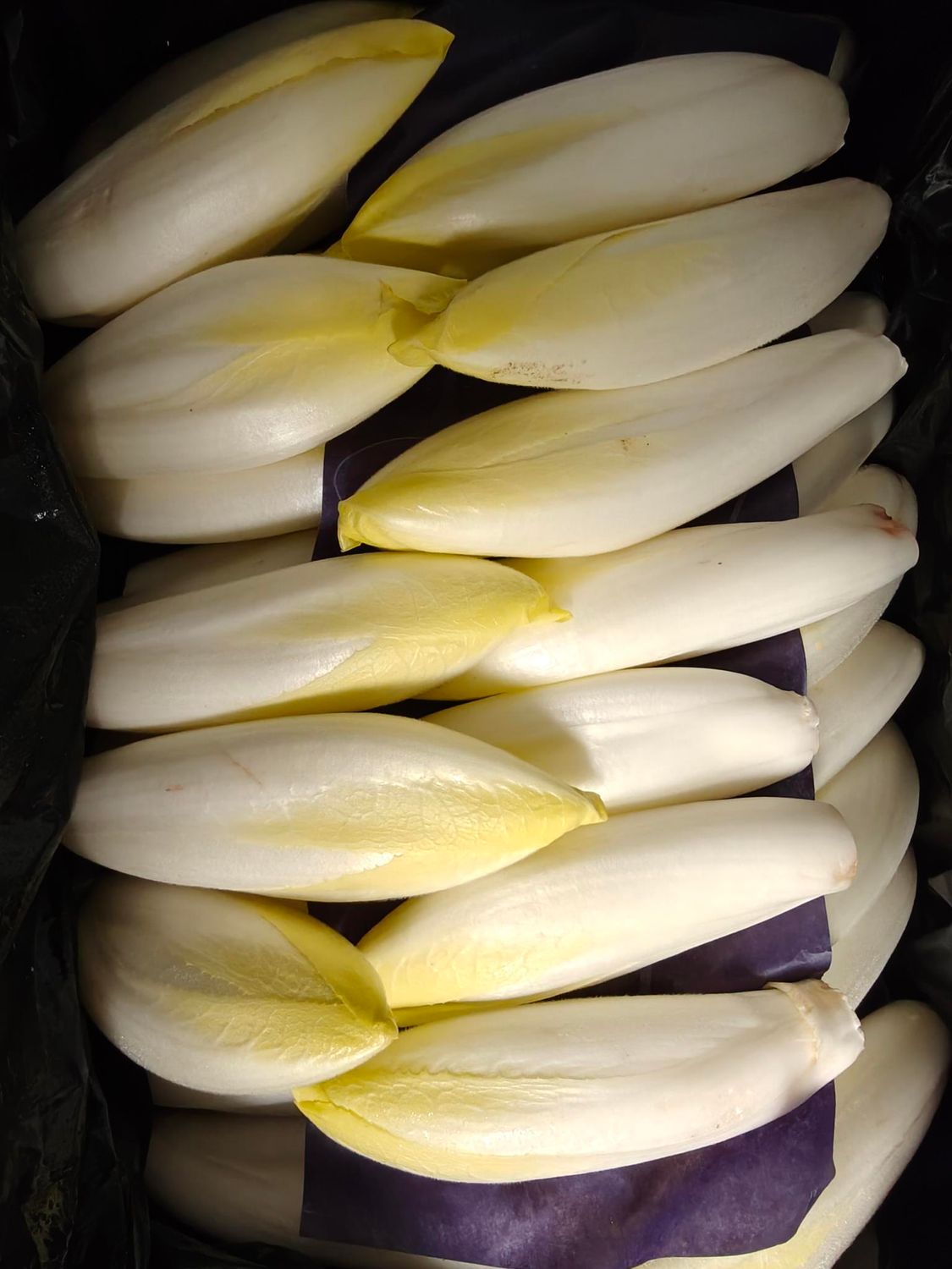 Witloof Belg per 500g