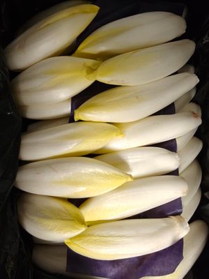 Witloof Belg per 500g