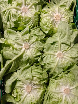 Kropsla