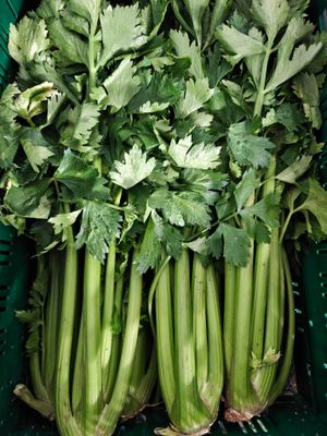 Groene selder volle pijp