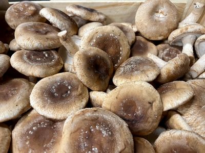 Shiitake 100g