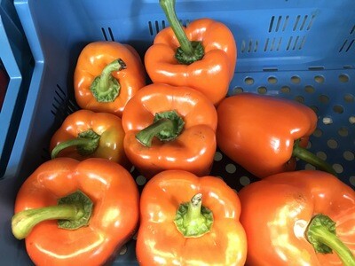 Paprika oranje per stuk