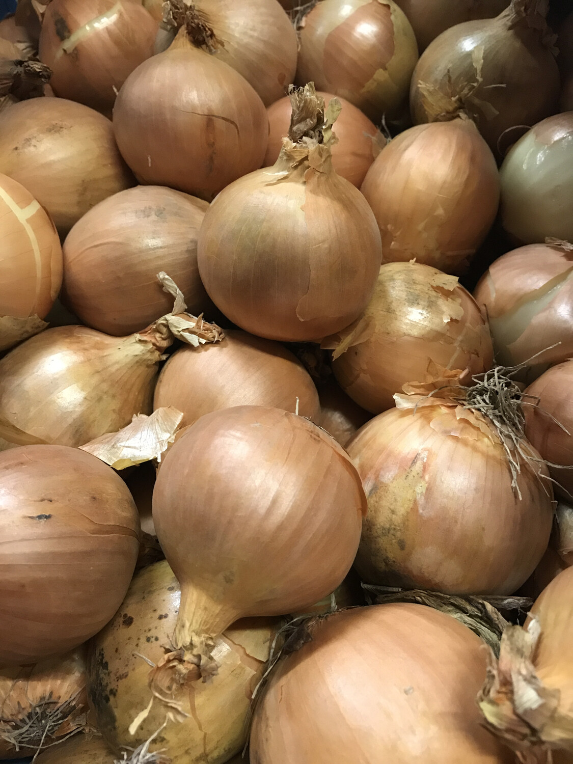 Uien/Ajuin per 1 kg