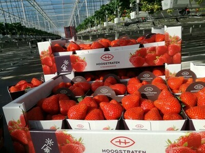 Aardbeien Hoogstraten 500g