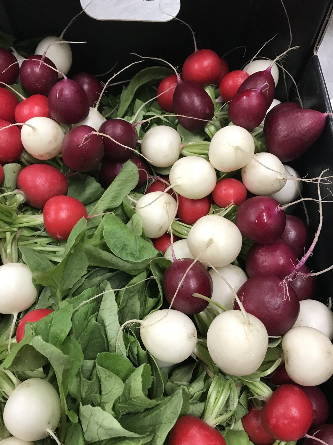 Rainbow radijs bussel