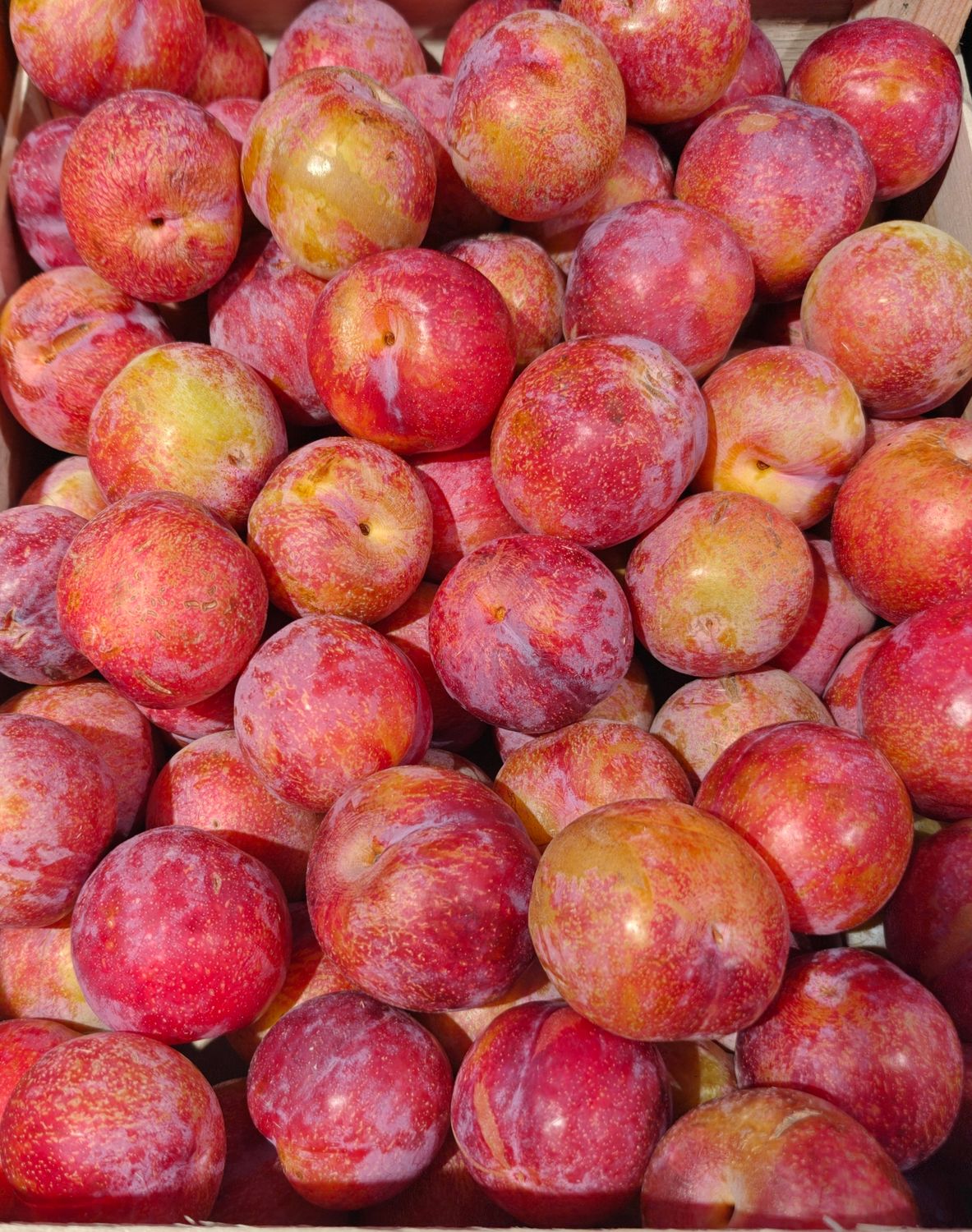 Pruimen Titine 500g