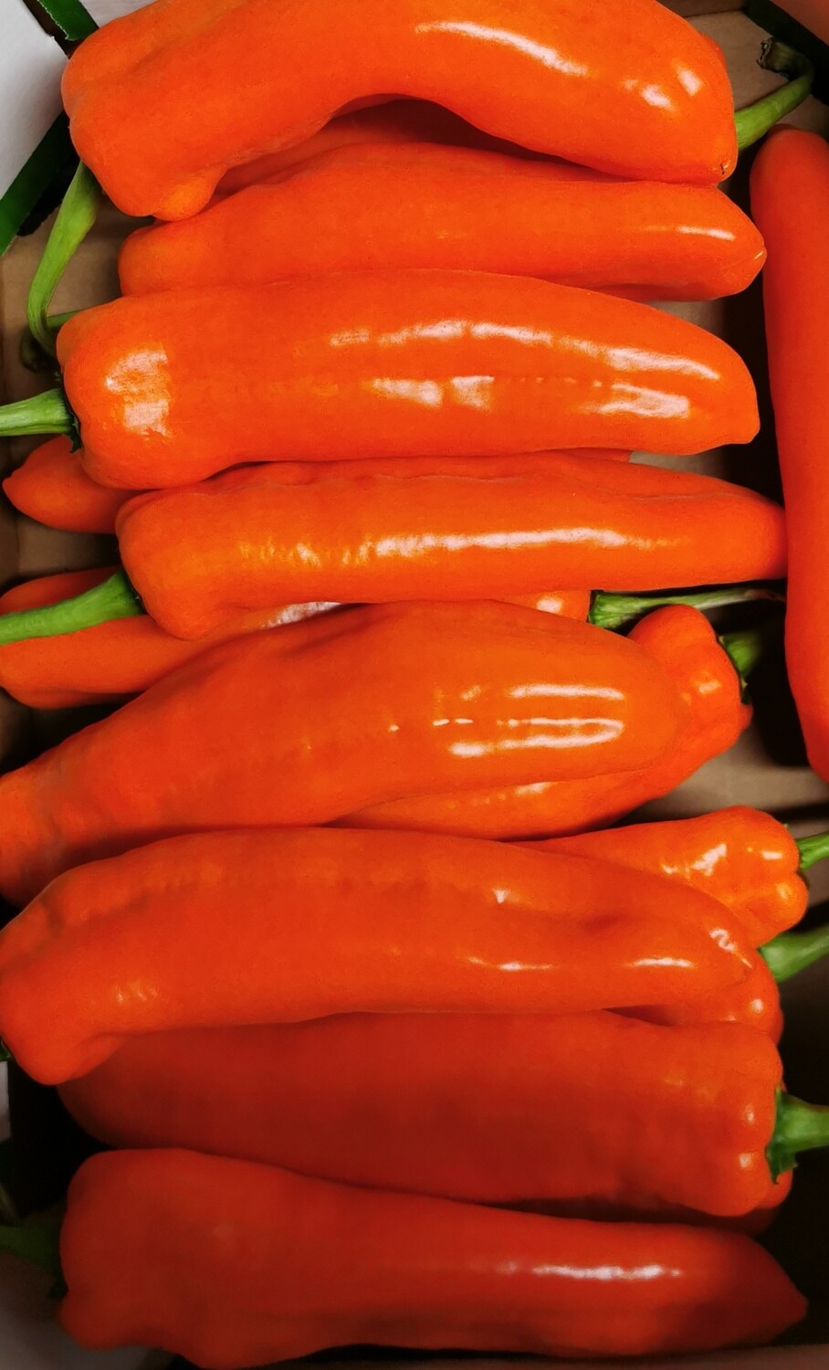 Oranje puntpaprika per stuk