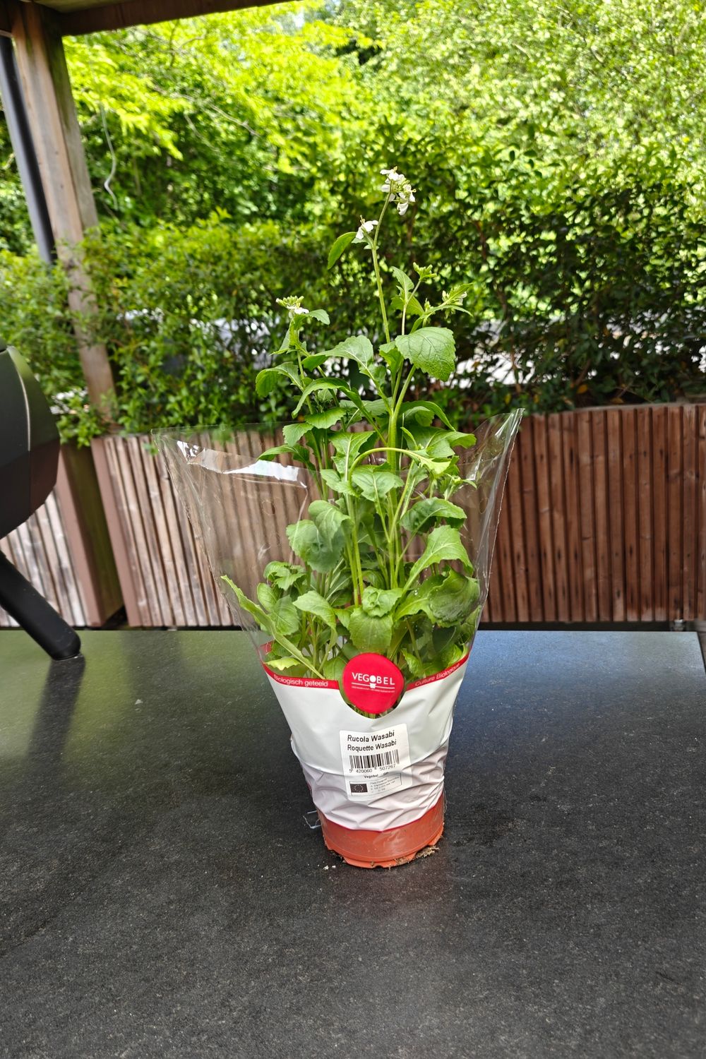 Rucola Wasabi Plant