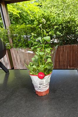 Rucola Wasabi Plant