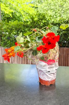 Oost-Indische Kers Plant