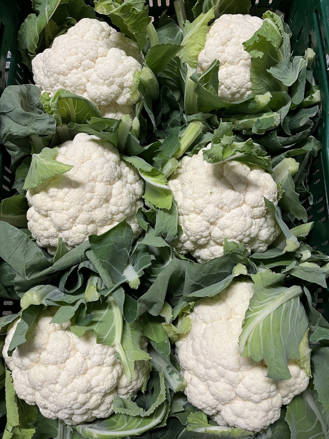 Bloemkool België