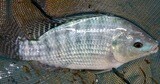 Fresh Tilapia Fish Clean By LB