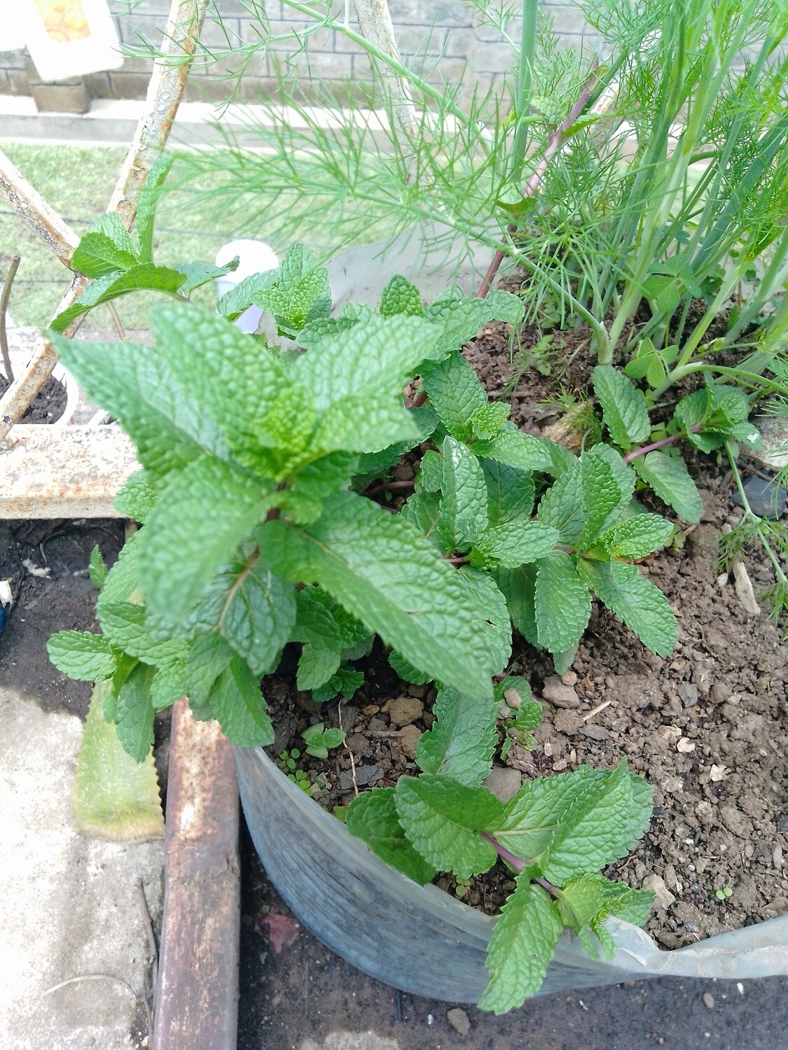 ✿ Live Peppermint (Mentha piperita) - Multiple Plants ✿