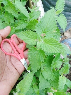 Catnip seedlings (live plant): multiple plants