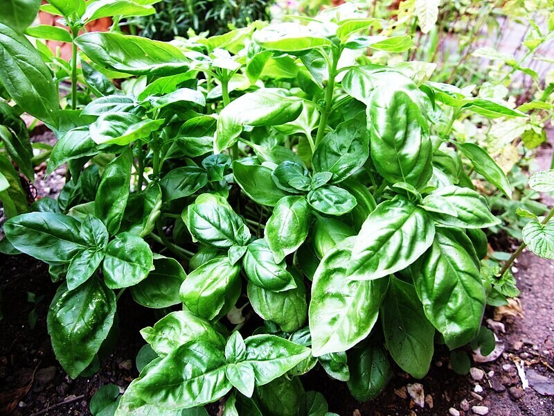 Live Basil (Ocimum basilicum) - Single plant