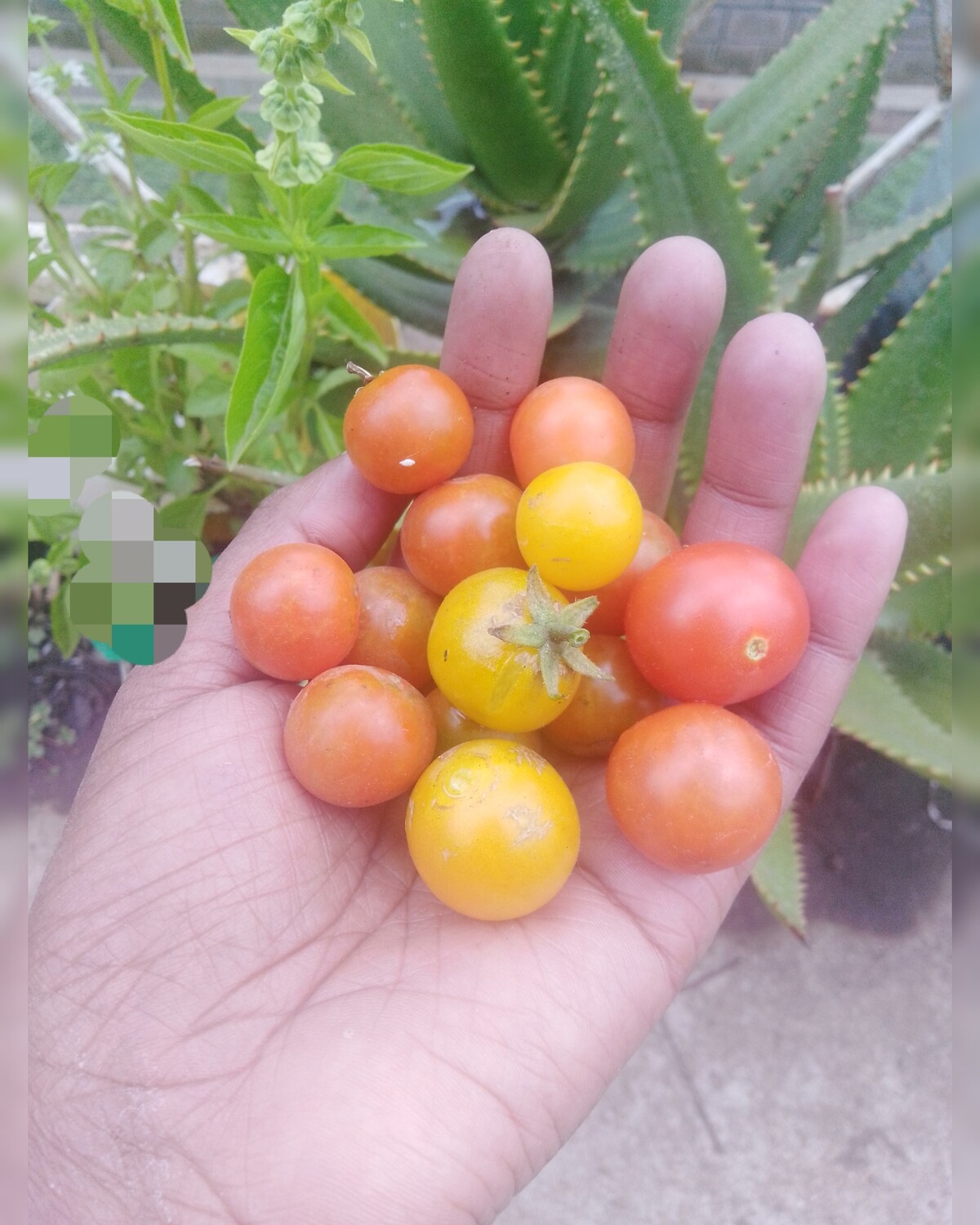 ❀ Live Cherry Tomato (Solanum lycopersicum var. cerasiforme) -5 seedlings ❀