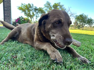 PREMIUM DOG CHEWS