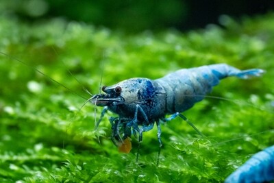 Shrimp Food